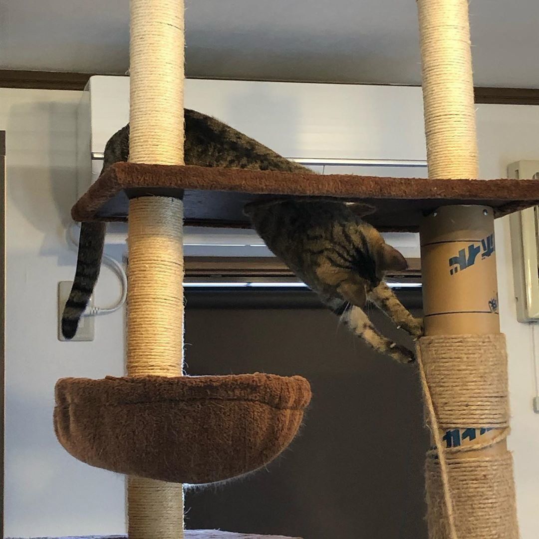 紐にじゃれるれいちゃん