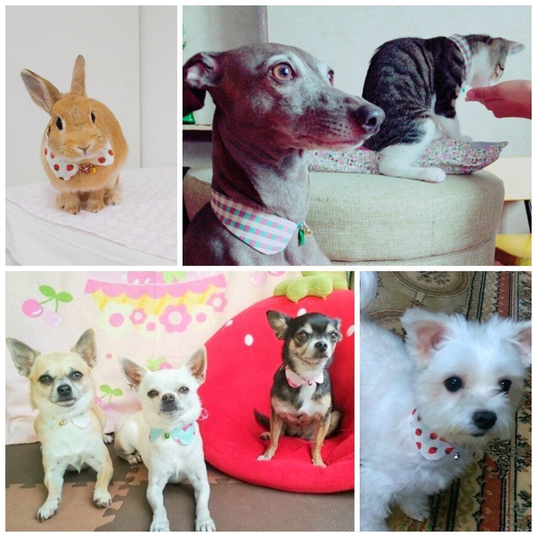 つけえりワンズ