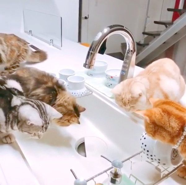 「流し台」のチェックが厳しいアメリカンショートヘアとミヌエット