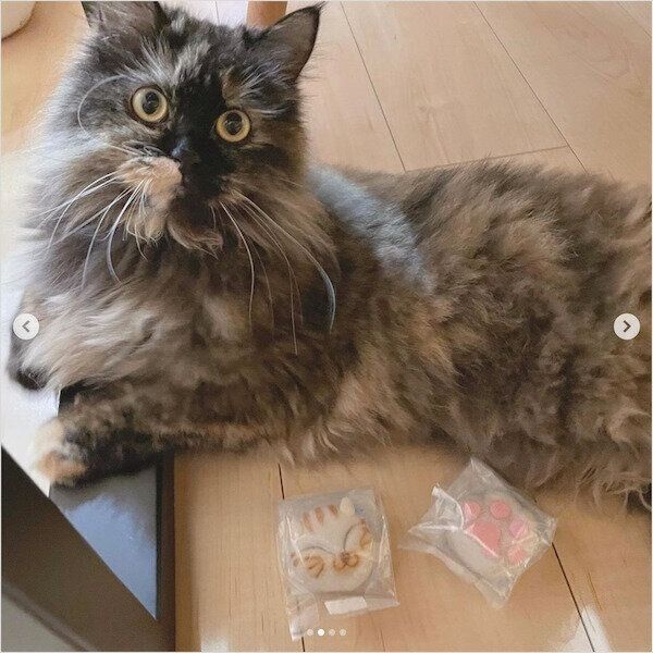 猫和菓子「あわ家惣兵衛」