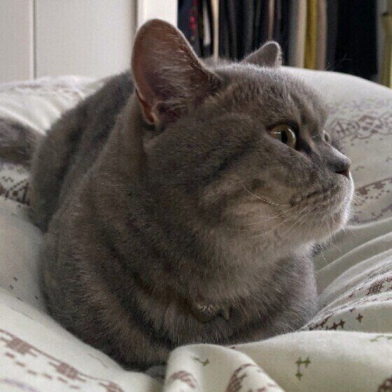 聞き耳をたてるシェリーちゃん（ブリティッシュショートヘア）