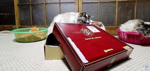 お歳暮が気になる猫