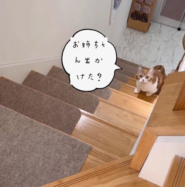 見つめるころんちゃん