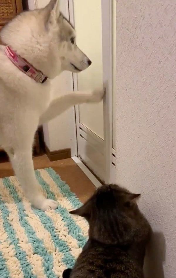 扉を開けるユキちゃん