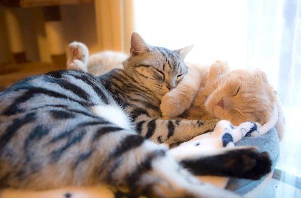 仲良しなアメリカンショートヘアとスコティッシュフォールド