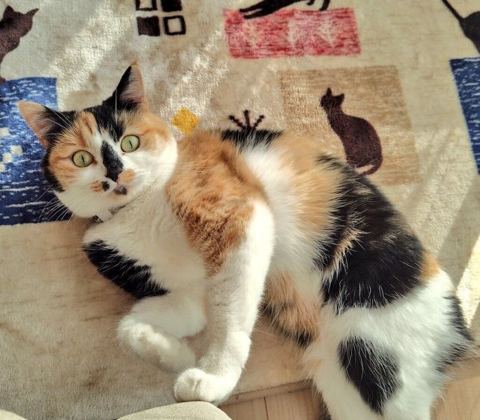 寝転がるクルちゃん