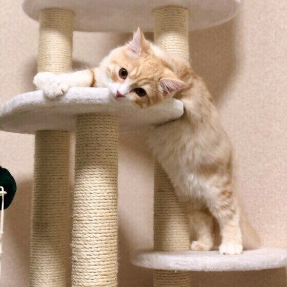 キャットタワーで伸びをするマンチカン