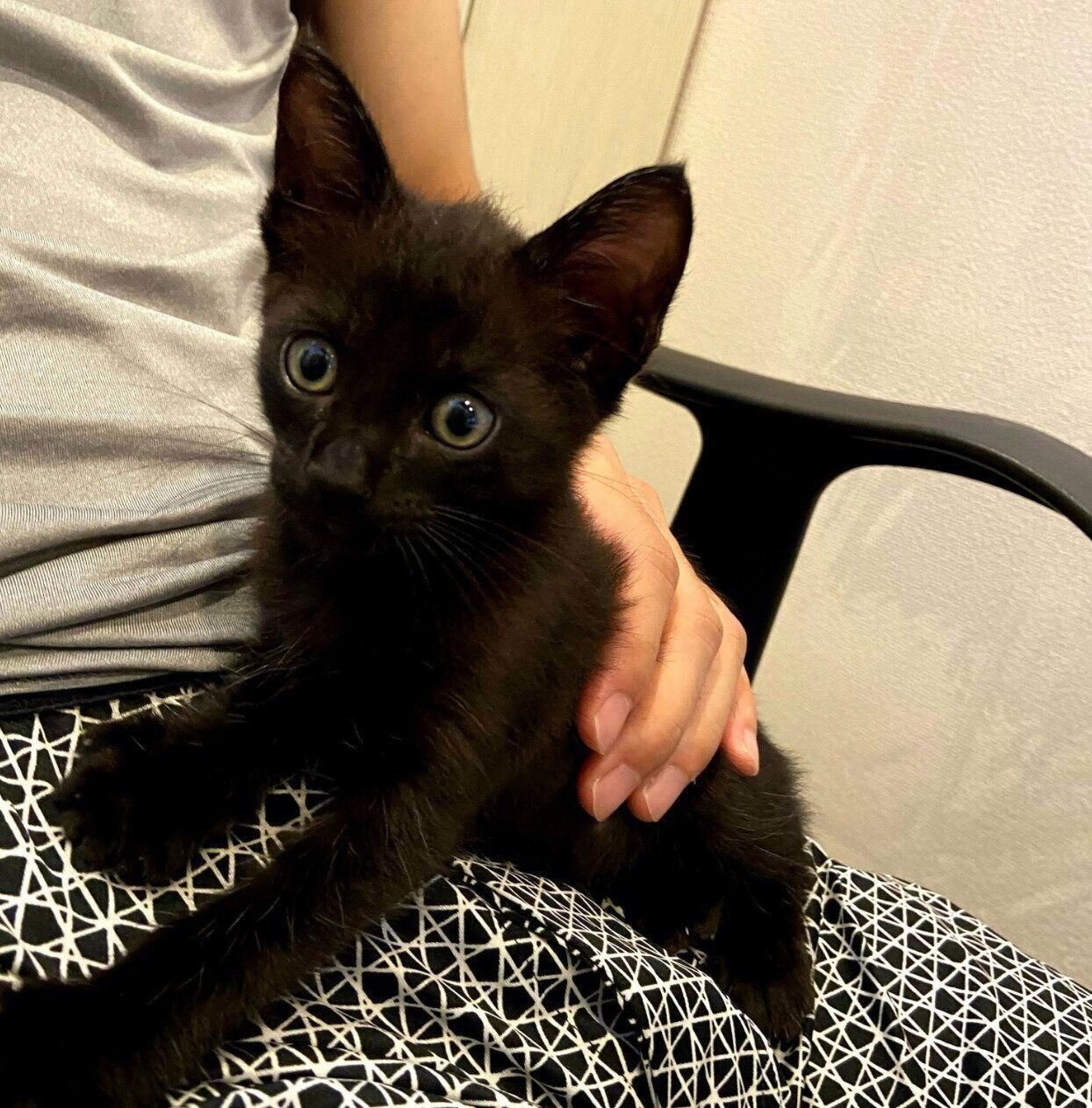 お迎え翌日に撮影したトニーくん