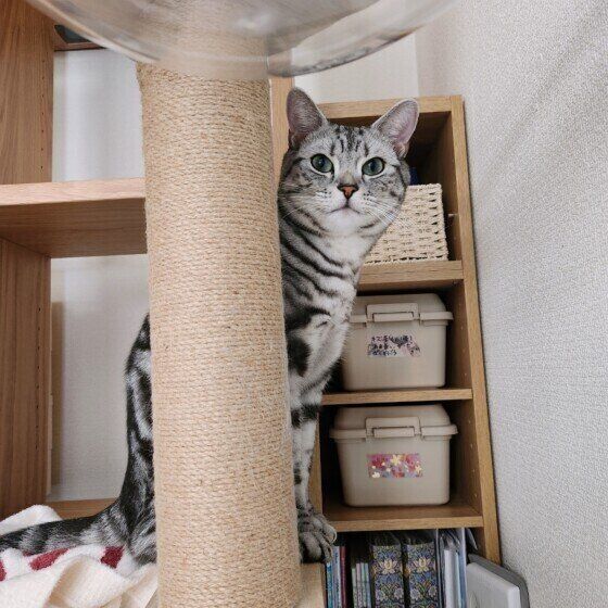 アメリカンショートヘアのトムくん