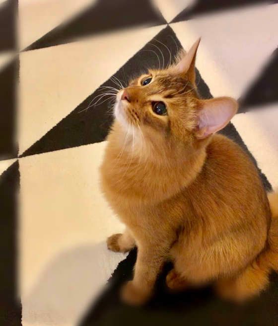 ウルウルお目目でみつめるソマリ