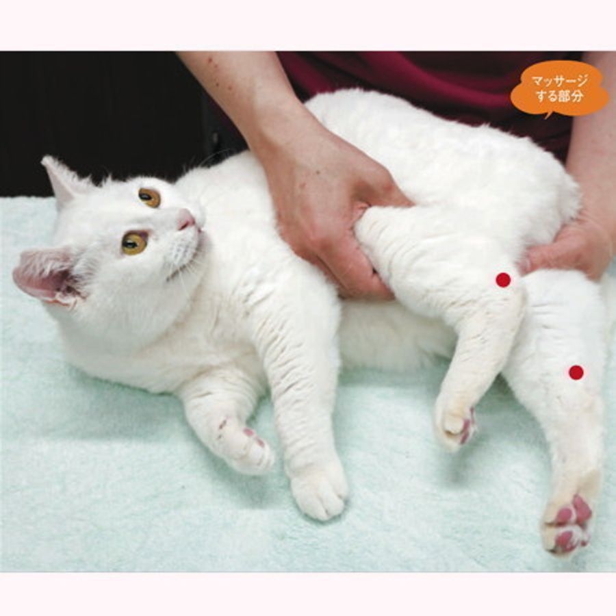 愛猫の不調をすっきり整える 夏のおすすめツボマッサージ ねこのきもちweb Magazine 愛猫の不調をすっきり整える 夏のおすすめツボマッサージ ねこのきもちweb Magazine