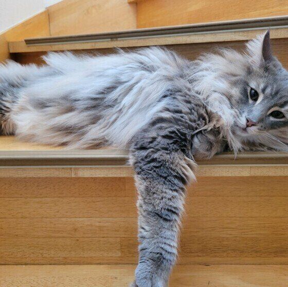 階段に寝転ぶノルウェージャンフォレストキャット