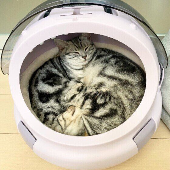 アメリカンショートヘアのマロンちゃんたち