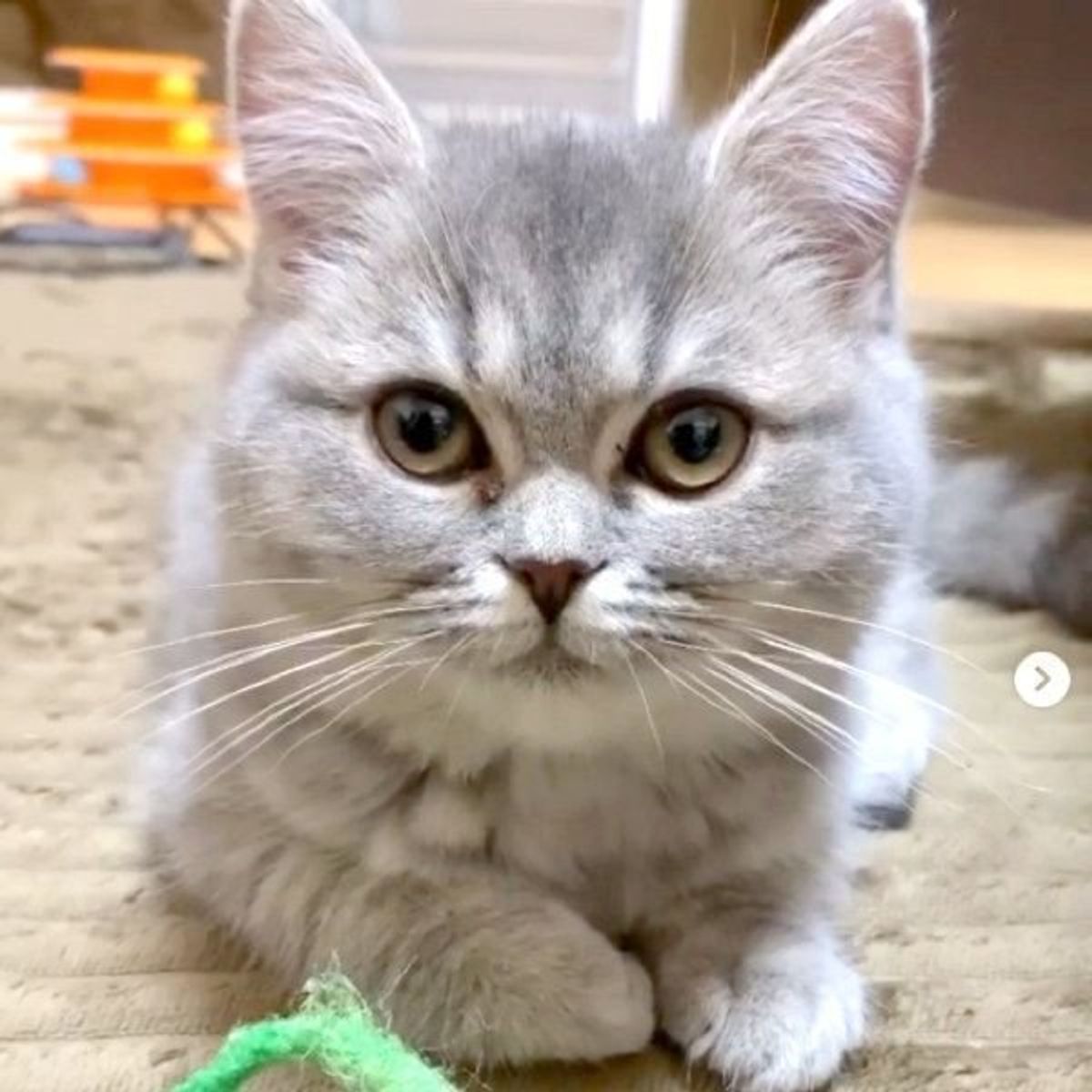おトイレで踏ん張る子猫 真剣で可愛い姿に猫ファン大興奮 ねこのきもちweb Magazine おトイレで踏ん張る子猫 真剣で可愛い姿に猫ファン大興奮 ねこのきもちweb Magazine
