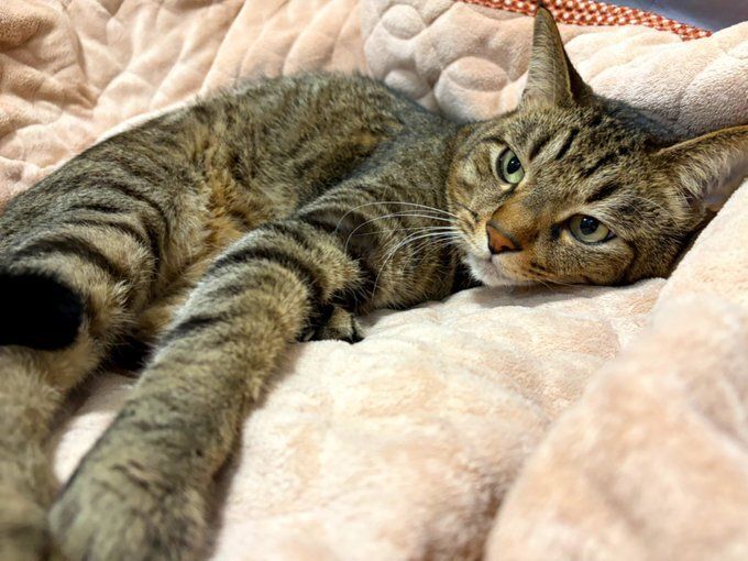 毛布の上でくつろぐ猫