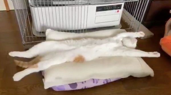 ストーブの前でヘソ天するミィちゃん