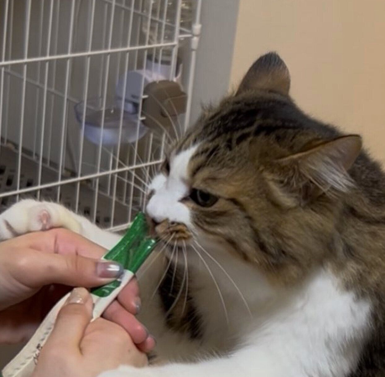 オヤツを食べるほたてくん