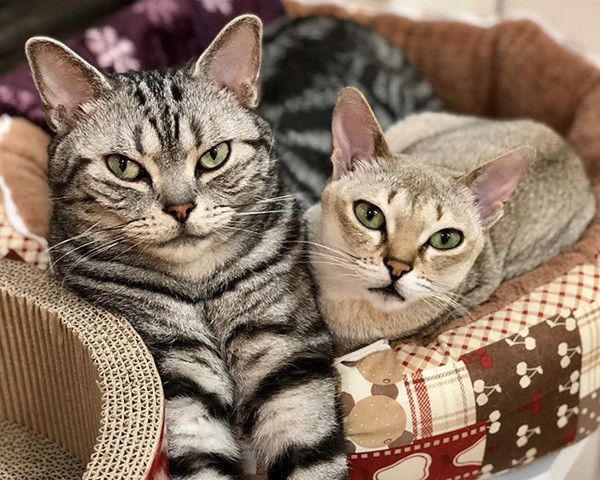 シンガプーラとアメリカンショートヘア