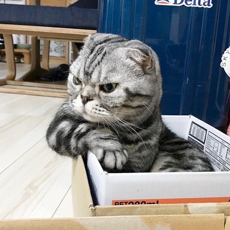 ↑ひじをかけでくつろぐ姿も渋い　@tacos_cat