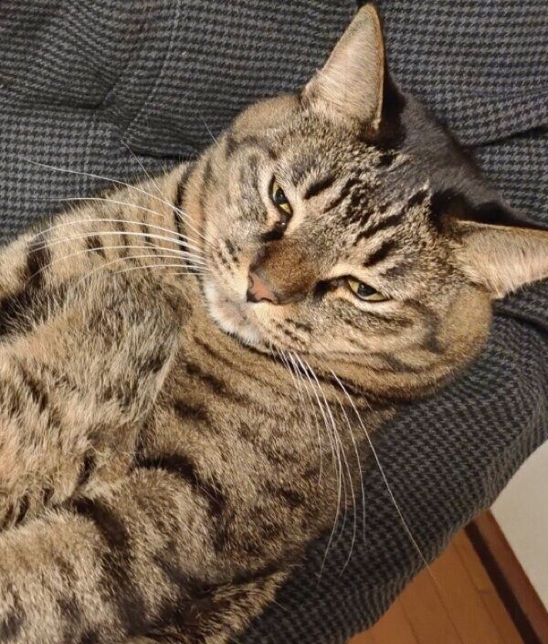 小熊さんの夫に抱っこされて幸せそうなコイモちゃん