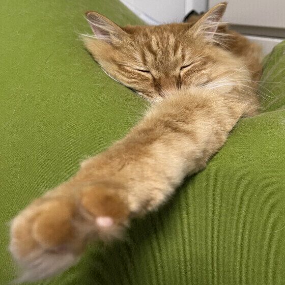 前足を伸ばして眠る茶トラ猫