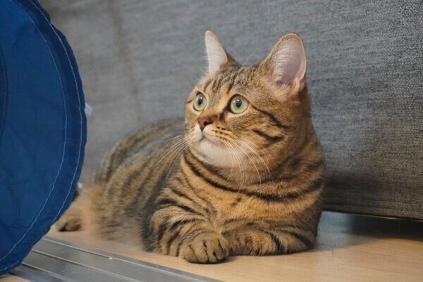 くつろぐもなちゃん