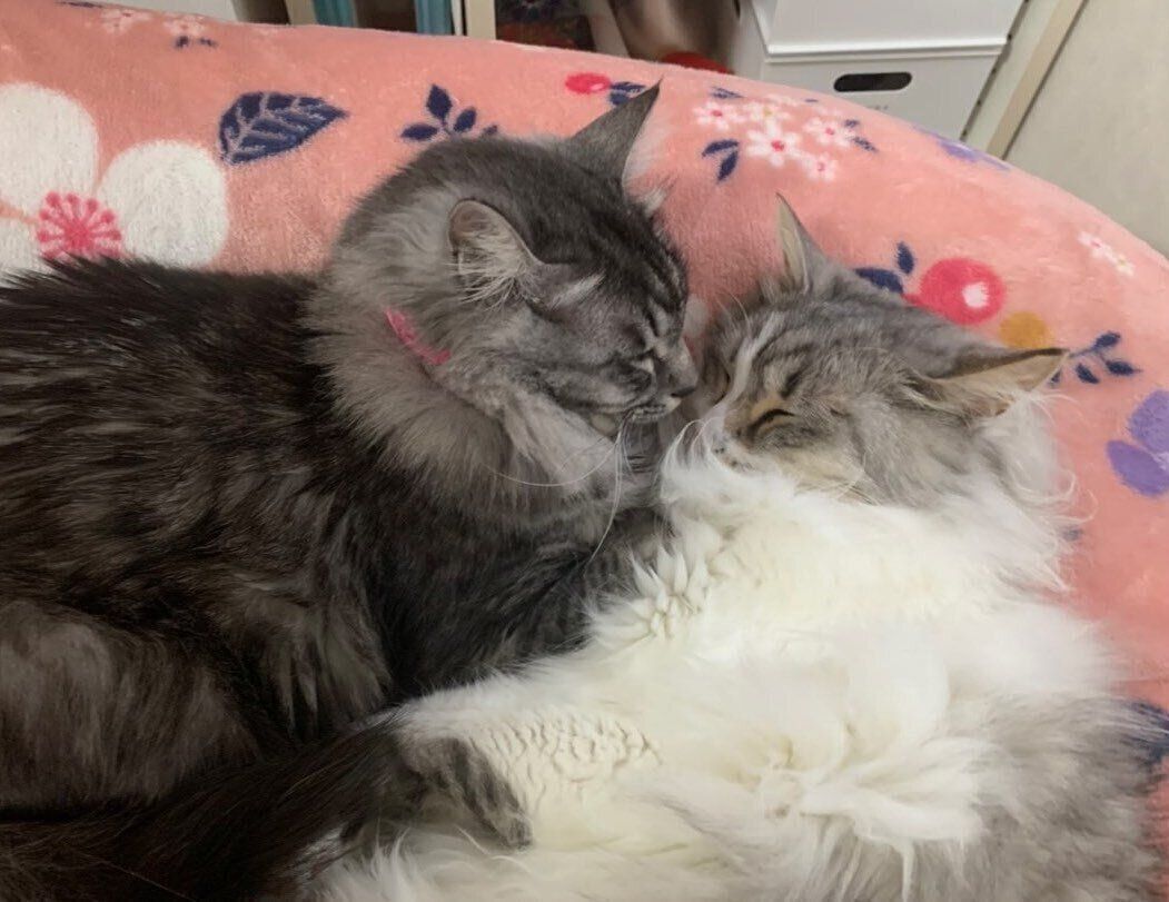 眠るはるちゃん、ことちゃん