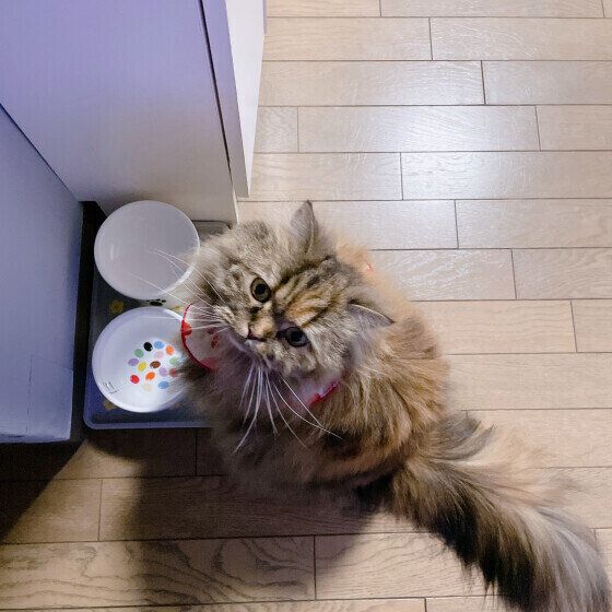 ごはんを待つスコティッシュフォールド