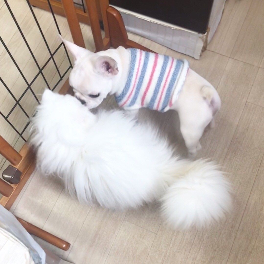 子犬と子猫同士での頭突き♪