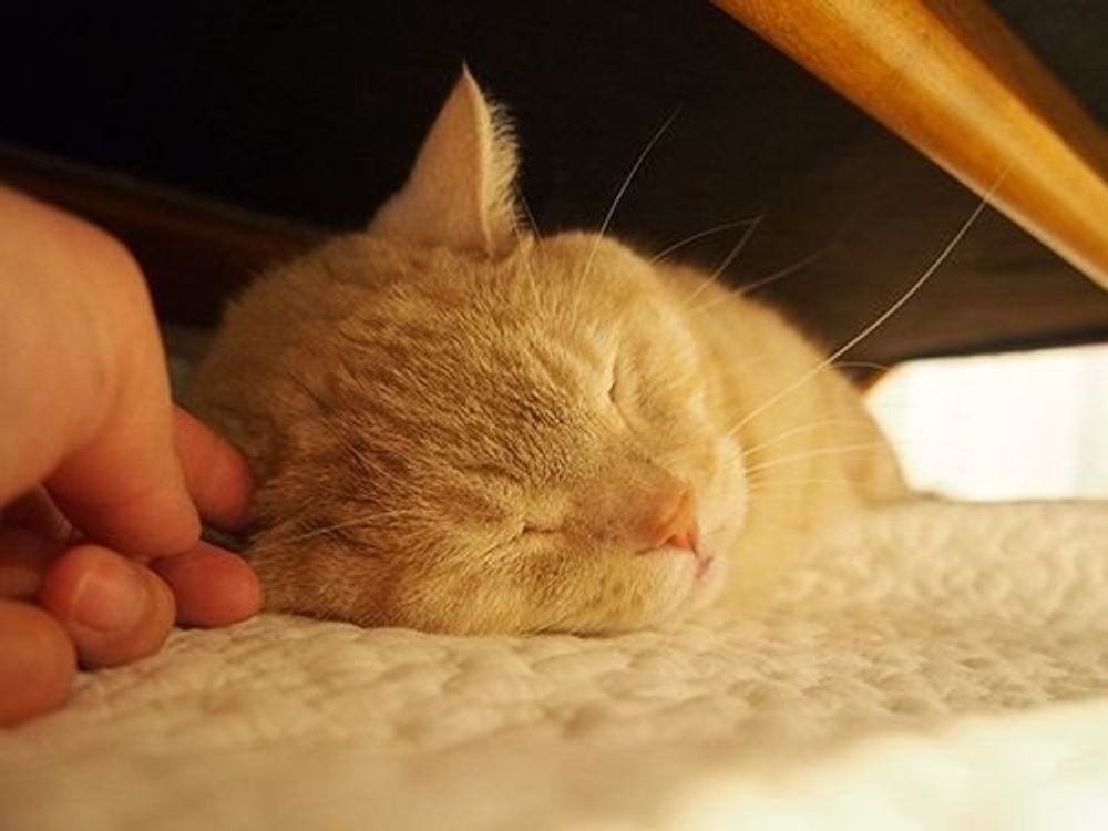 ころころ変わるお気に入りの場所 でも ずっと傍にいる寂しがり屋のぷーちゃん マンチカンのぷーちゃん Vol 52 ねこのきもちweb Magazine ころころ変わるお気に入りの場所 でも ずっと傍にいる寂しがり屋のぷーちゃん マンチカンのぷーちゃん Vol 52 ねこのきもちweb Magazine