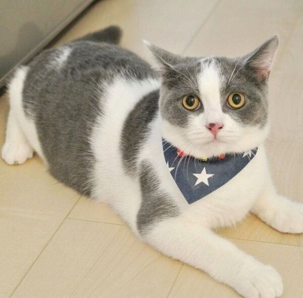 見つめるカンパチくん