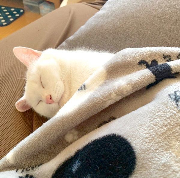 元保護猫・ミカヅキちゃん