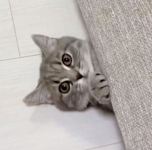 ソファの下に潜るひまりちゃん