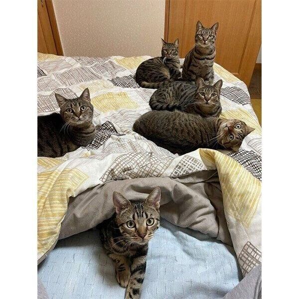 飼い主さんの布団でぬくぬくする猫たち