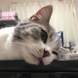 獣医師監修 アレルギー用キャットフードの選び方と与え方 ねこのきもちweb Magazine 獣医師監修 アレルギー用キャットフードの選び方と与え方 ねこのきもちweb Magazine