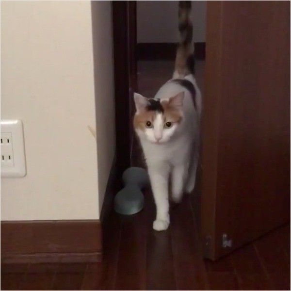 モデルニャンコ