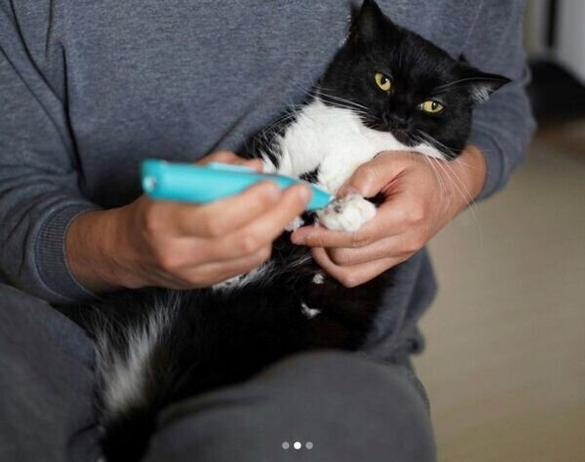 足裏の毛をカットされて 虚無の顔 になる猫 いつもの きゅるっ とした顔とのギャップが愛おしい ねこのきもちweb Magazine 足裏の毛をカットされて 虚無の顔 になる猫 いつもの きゅるっ とした顔とのギャップが愛おしい ねこのきもちweb Magazine