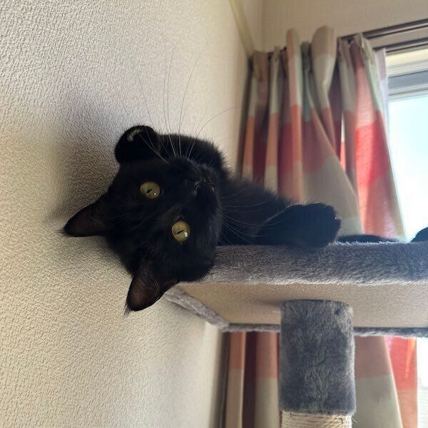 キャットウォークで寝そべるくうちゃん