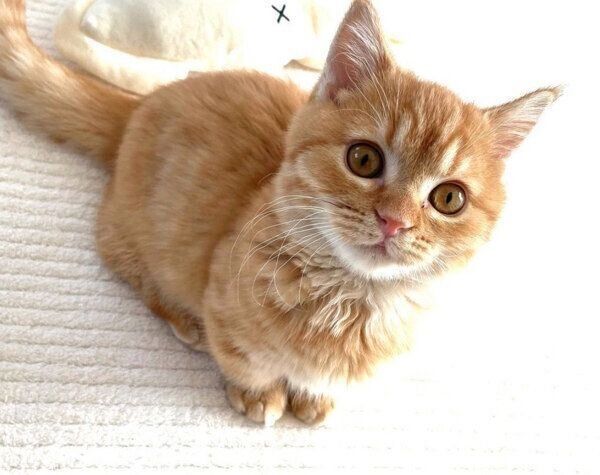 見つめるうにくん