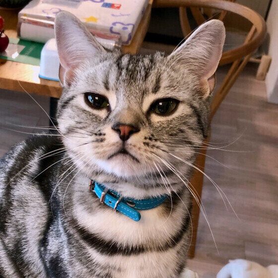 見つめるアメリカンショートヘア