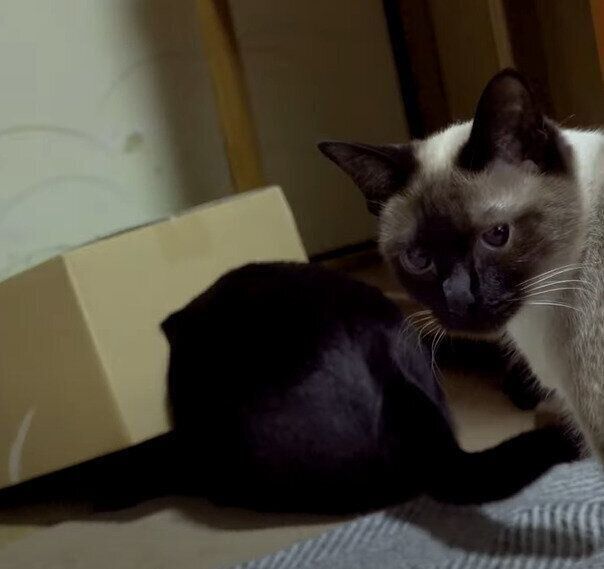 カメラ目線のわらびちゃん