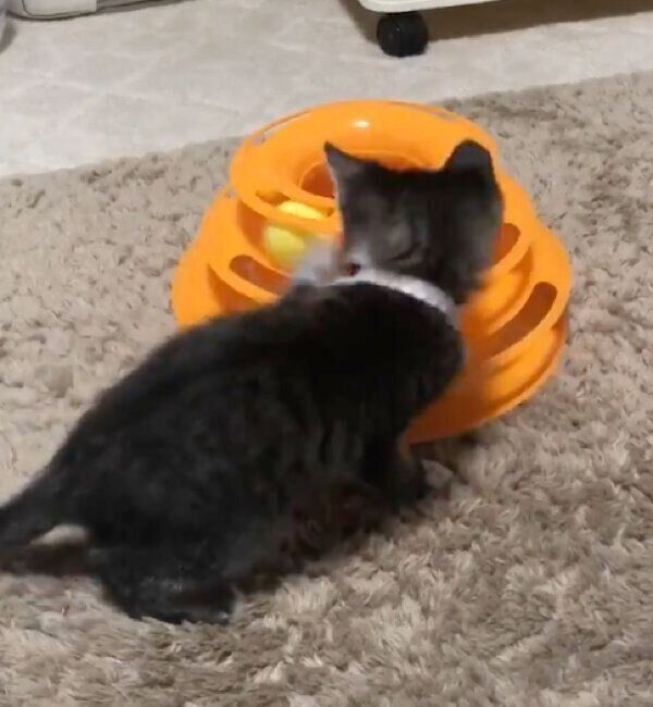 遊ぶごまちゃん