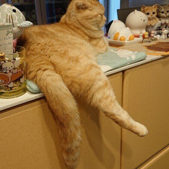 キッチンでくつろぐ猫（スコティッシュフォールド、オス）