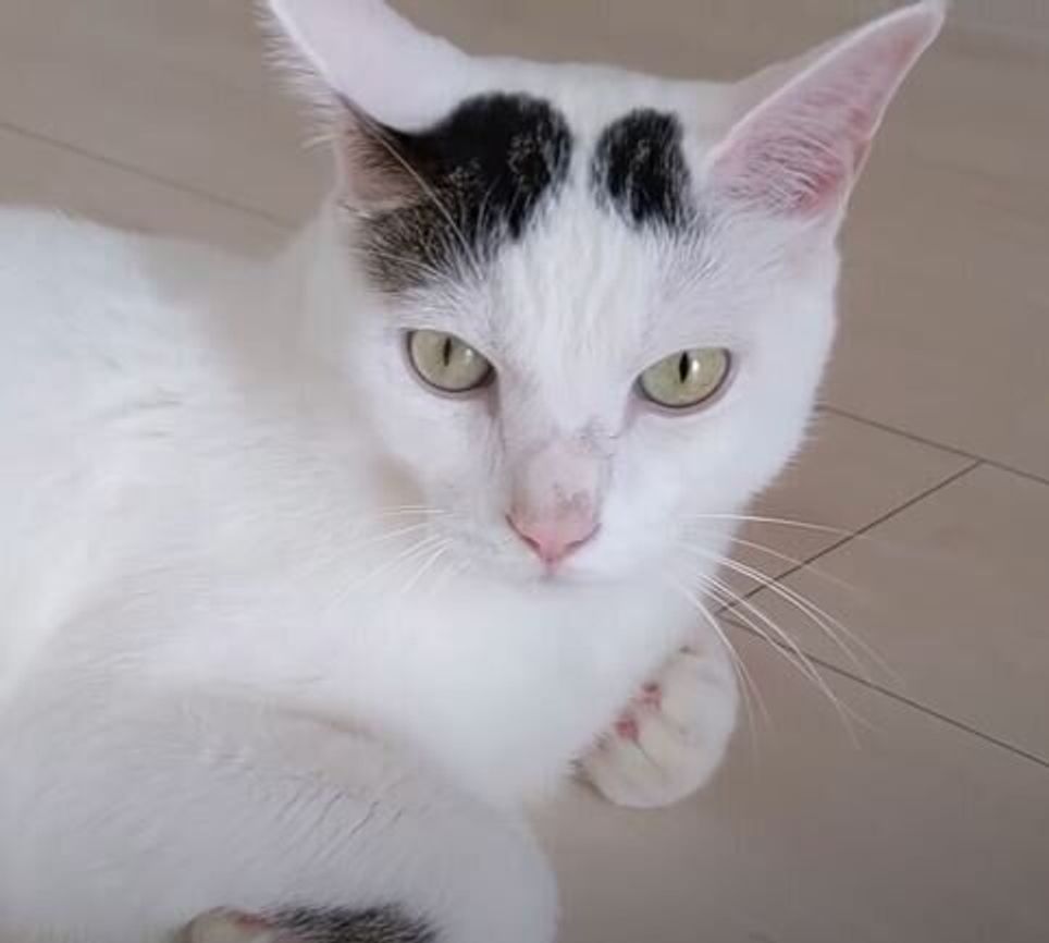 パパさんのお出かけがさみしい 拗ねて 塩対応 になっちゃうおしゃべり猫 ねこのきもちweb Magazine パパさんのお出かけがさみしい 拗ねて 塩対応 になっちゃうおしゃべり猫 ねこのきもちweb Magazine
