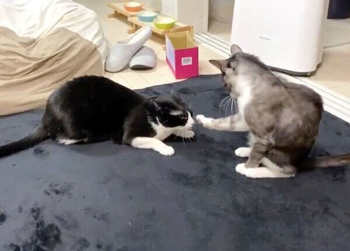 弟猫の 激弱ビンタ をくらった姉猫 容赦のない反撃に思わず爆笑 ねこのきもちweb Magazine 弟猫の 激弱ビンタ をくらった姉猫 容赦のない反撃に思わず爆笑 ねこのきもちweb Magazine