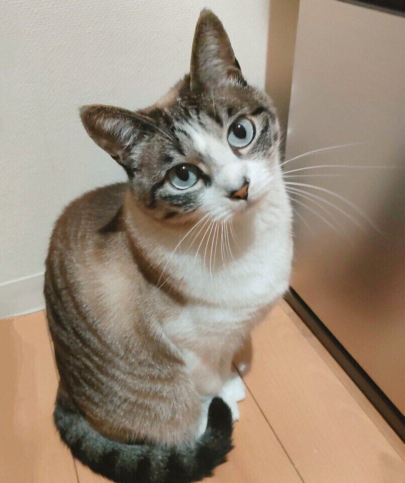 現在のすいちゃんの姿。