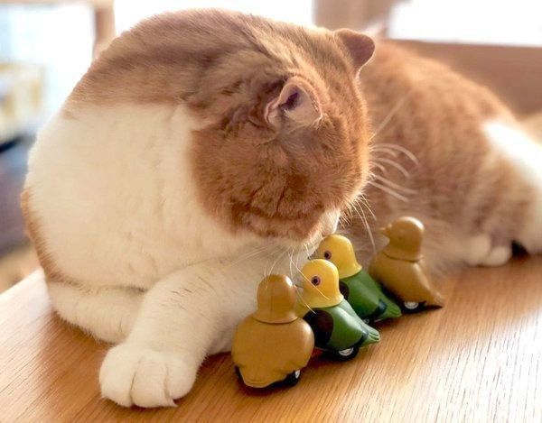 おもちゃを見つめるまーるくん