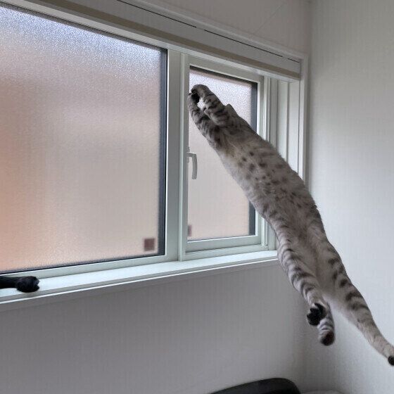 おもちゃをキャッチするもちこちゃん