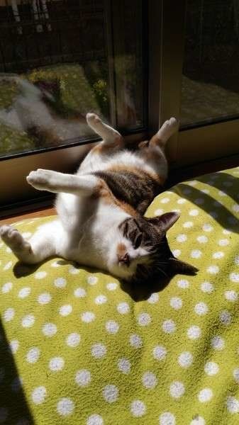 お腹まる出しでひなたぼっこ♪