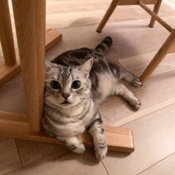 寝転がる小鉄（こて坊）くん（アメリカンショートヘア）